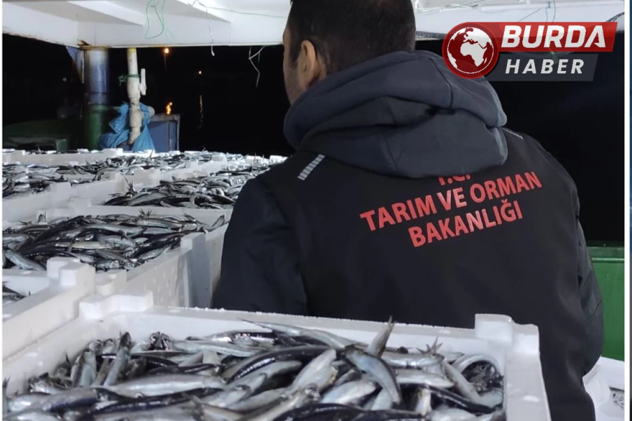 Sinop'ta yasa dışı avlanan 10 ton hamsi balığına el konuldu.