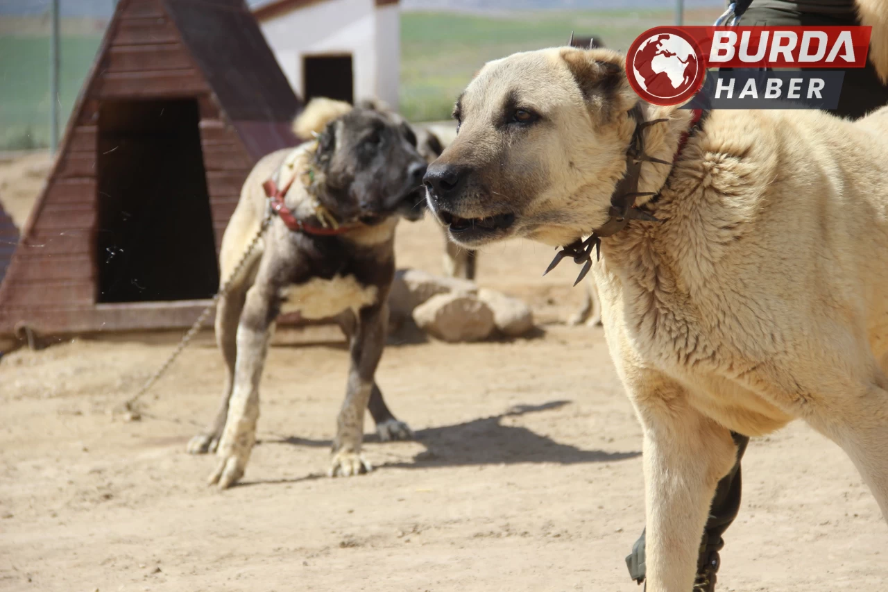 Arap ülkeleri dünyaya nam salan Kangal köpeklerine talip oldu.