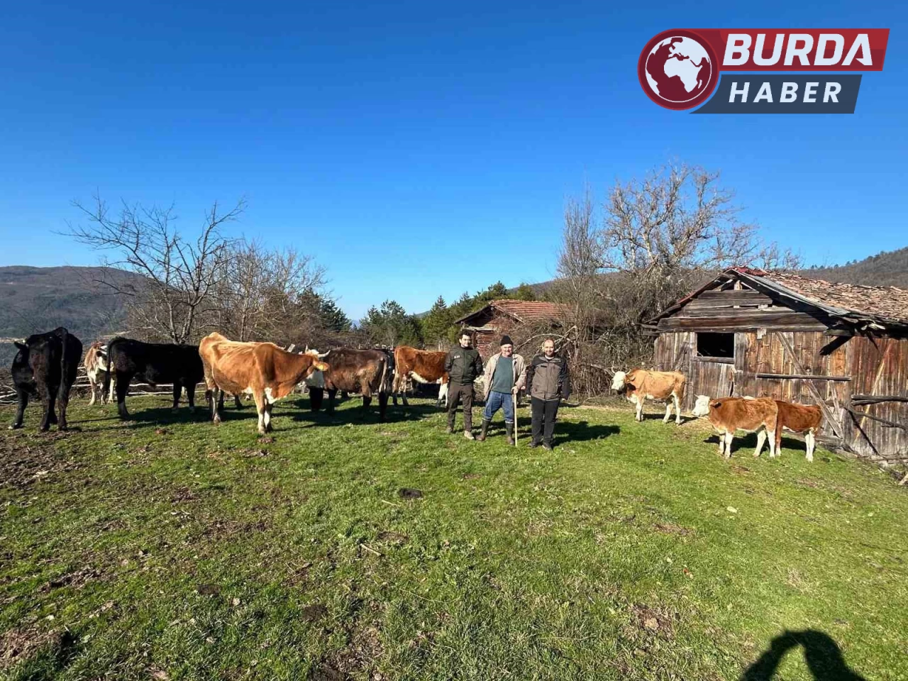 4 gündür kayıp olan büyükbaş hayvanlar dron sayesinde bulundu.