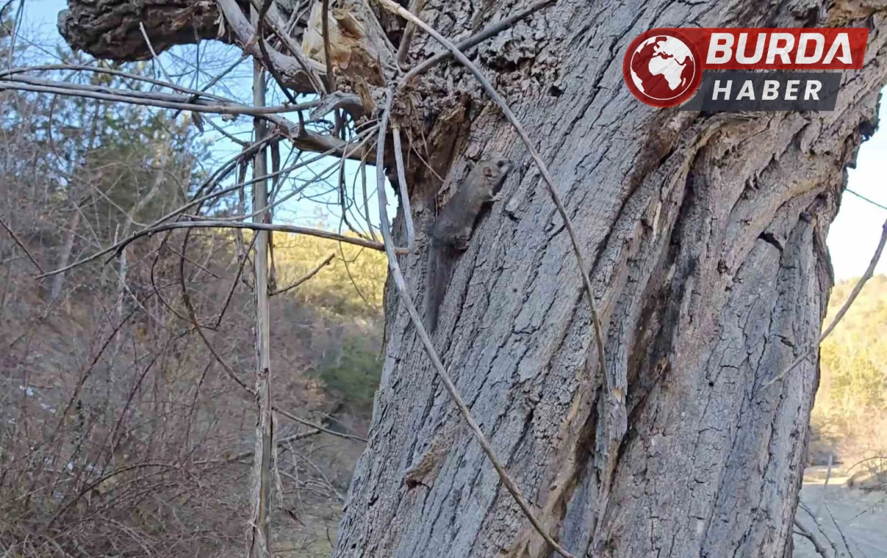 Kastamonu’da bulunan yediuyurlar doğaya tekrar bırakıldı.