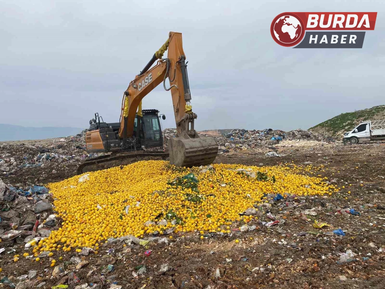 Dubai’ye ihraç edilecek 71 ton limon Pestisit nedeniyle imha edildi.