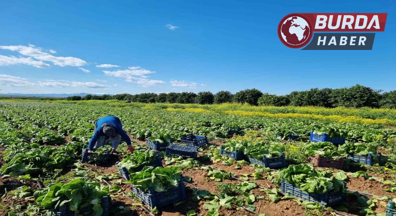 Tarım ürünleri üretici fiyat endeksi yıllık yüzde 29,89 arttı.