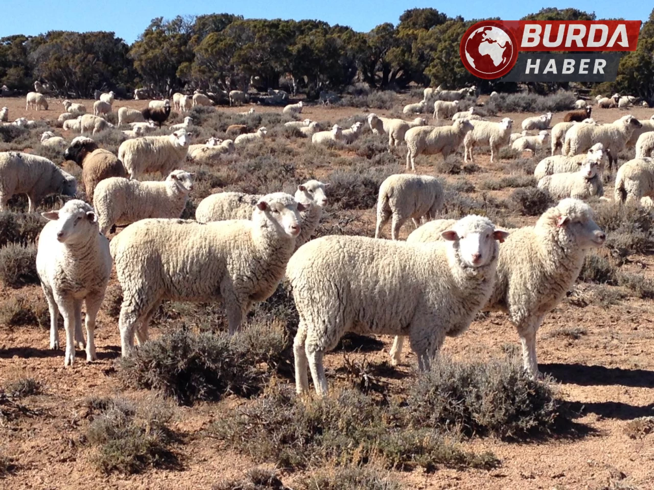 Tunceli’nin Çemişgezek ilçesinde koyun-keçi çiçek hastalığı görüldü.