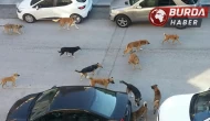 Çankaya'da başı boş köpekler mahalle sakinlerini endişelendiriyor.