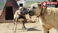 Arap ülkeleri dünyaya nam salan Kangal köpeklerine talip oldu.