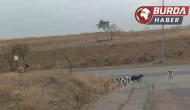 Ankara’da başıboş köpekler yakaladıkları vatandaşı defalarca ısırdı.