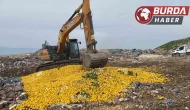 Dubai’ye ihraç edilecek 71 ton limon Pestisit nedeniyle imha edildi.