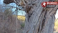 Kastamonu’da bulunan yediuyurlar doğaya tekrar bırakıldı.