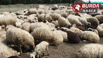 Erzincan'da kurt sürüsü 60 koyuna saldırarak telef etti.