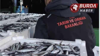 Sinop'ta yasa dışı avlanan 10 ton hamsi balığına el konuldu.