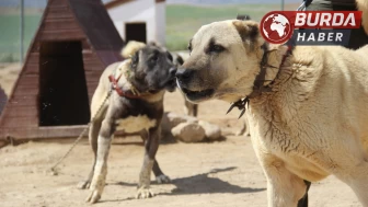 Arap ülkeleri dünyaya nam salan Kangal köpeklerine talip oldu.