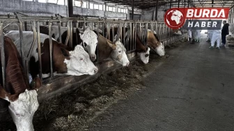 Karaman’da 7 köyde şap hastalığıyla nedeniyle karantina başlatıldı.