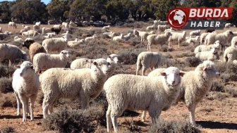 Tunceli’nin Çemişgezek ilçesinde koyun-keçi çiçek hastalığı görüldü.