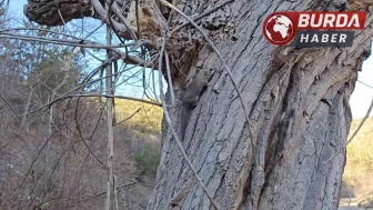 Kastamonu’da bulunan yediuyurlar doğaya tekrar bırakıldı.