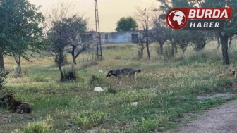 Sahipsiz köpekleri bakımevi dışında bir alana bırakanlara para cezası