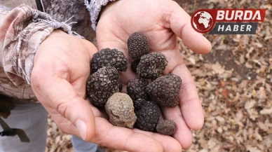 Samsun'da Dünyanın En Değerli Mantarının Fidanları Yetiştiriliyor!