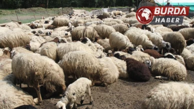 Erzincan'da kurt sürüsü 60 koyuna saldırarak telef etti.