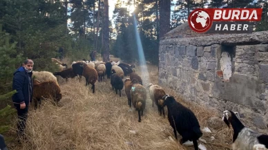 Sarıkamış'ta Maskeli Hırsızların Çaldığı Hayvanlar Bulundu.