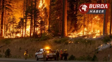 California'da çıkan orman yangınında 4 bin 37 dönümlük alan kül oldu.