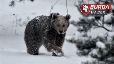 Uludağ'da Ayılar ve Yavruları Kış Uykusuna Yatmayı Unuttu!