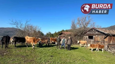 4 gündür kayıp olan büyükbaş hayvanlar dron sayesinde bulundu.