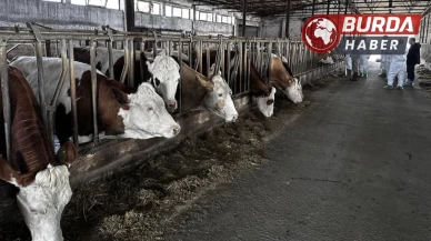 Karaman’da 7 köyde şap hastalığıyla nedeniyle karantina başlatıldı.