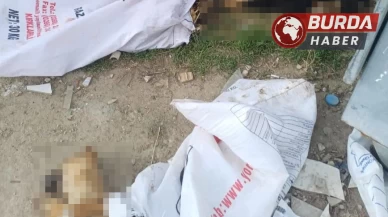 Çöp konteynerinde 11 köpek ve 1 kuzu ölü bulundu.