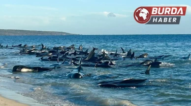 Avustralya’nın Tazmanya eyaletinde 157 balina kıyıya vurdu.