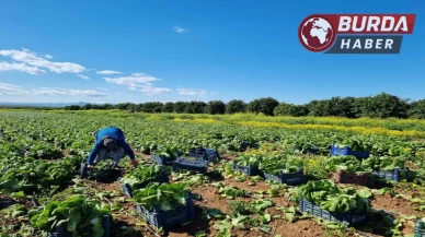 Tarım ürünleri üretici fiyat endeksi yıllık yüzde 29,89 arttı.