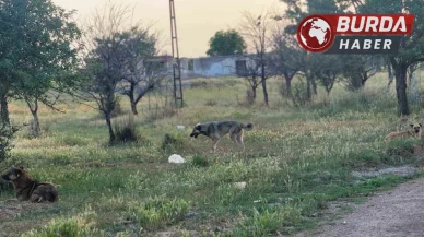 Sahipsiz köpekleri bakımevi dışında bir alana bırakanlara para cezası