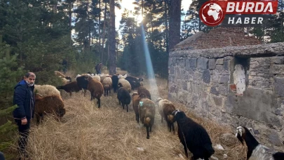 Sarıkamış'ta Maskeli Hırsızların Çaldığı Hayvanlar Bulundu.