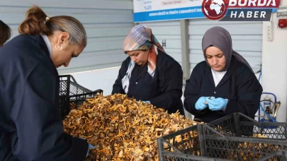 Kastamonu ormanlarından Avrupa’ya 100 milyon liralık mantar ihracatı!