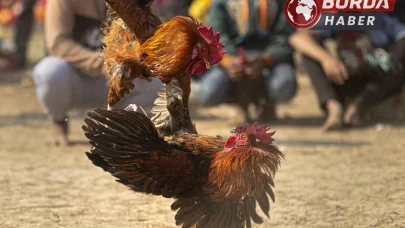 Horoz Dövüşü Yapan 6 Kişi Polis Tarafından Yakalandı!