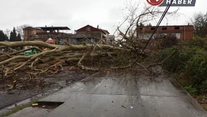 Dev anıt ağaç, şiddetli fırtınanın etkisiyle devrildi!