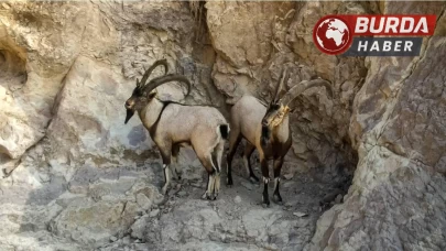 Tunceli’de koruma altındaki 2 yaban keçisini avlayanlara rekor ceza!