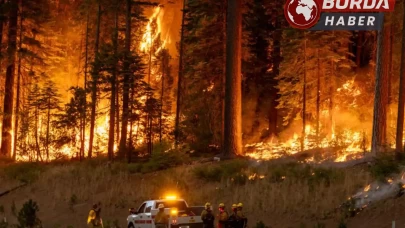 California'da çıkan orman yangınında 4 bin 37 dönümlük alan kül oldu.