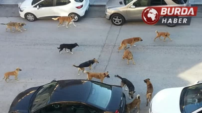 Çankaya'da başı boş köpekler mahalle sakinlerini endişelendiriyor.