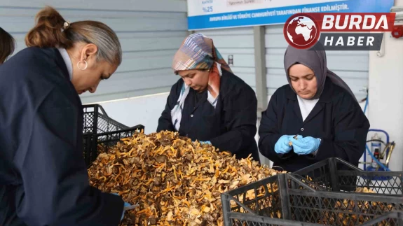 Kastamonu ormanlarından Avrupa’ya 100 milyon liralık mantar ihracatı!