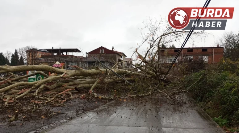 Dev anıt ağaç, şiddetli fırtınanın etkisiyle devrildi!