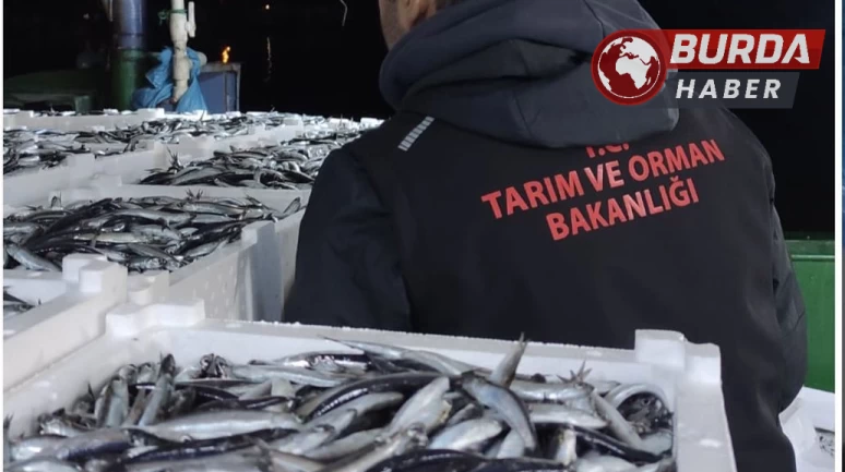 Sinop'ta yasa dışı avlanan 10 ton hamsi balığına el konuldu.