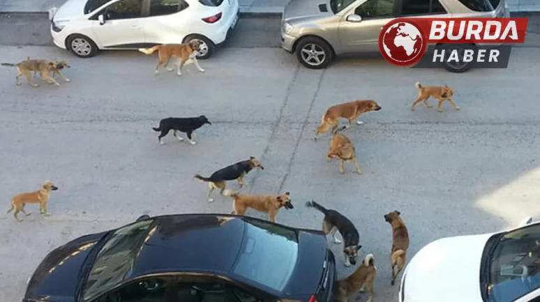 Çankaya'da başı boş köpekler mahalle sakinlerini endişelendiriyor.