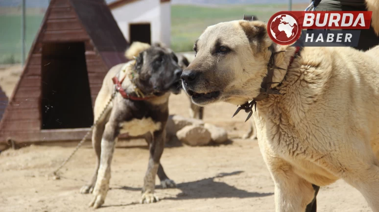 Arap ülkeleri dünyaya nam salan Kangal köpeklerine talip oldu.