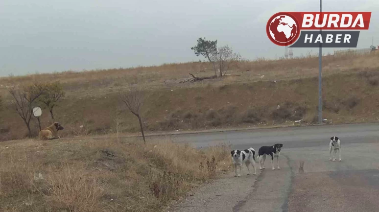 Ankara’da başıboş köpekler yakaladıkları vatandaşı defalarca ısırdı.