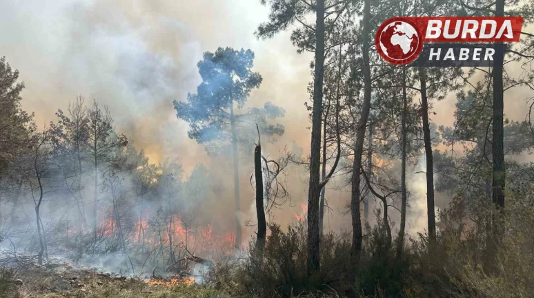 Kemer’deki orman yangını kontrol altına alındı, 2 hektarlık alan yandı