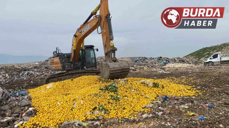 Dubai’ye ihraç edilecek 71 ton limon Pestisit nedeniyle imha edildi.